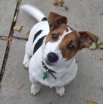 Rocky xx (Jack Russell)