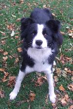 Sweep (Border Collie)