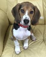 Benji xx (Beagle)