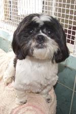 Georgia (Shih Tzu)