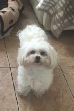 Lucy xx (Maltese Terrier)