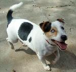 Benson (Jack Russell)