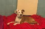 Saffy xx (Staffordshir...