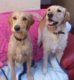 Daisy (Labradoodle)
