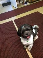 Buster (Shih Tzu)