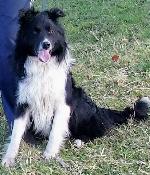 Cole (Border Collie)