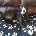 Bess xx (Collie x )