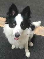 Zak xx (Border Collie)