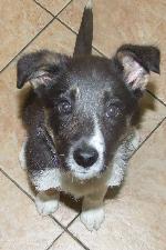 Jess (Collie tri colou...