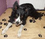 Lexie (Border Collie)