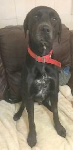Sam (Lab x Dalmation)