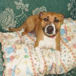 Zara (Staffordshire Bu...