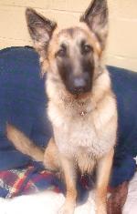 Tyra xx (German Shepherd)