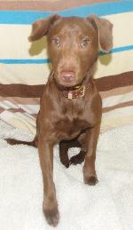 Bess (Patterdale)