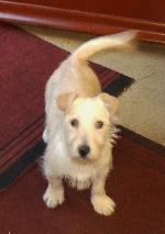 Toby (Westie / Jack R...