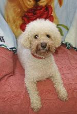 Hercules (Bichon Frise )