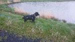 Benji (lab x)