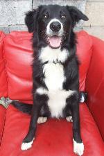 Olly (Border Collie)