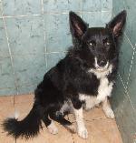 Moss (Border Collie)
