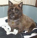 Jack (Cairn Terrier)