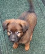 Puppy 2 (German Sheph...