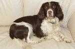 Ben (Springer Spaniel)