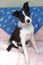 Paddy (Border collie)