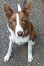 Brodie (Border Collie)