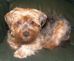 Paris (Yorkshire Terrier)