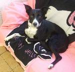 Jess (Collie x)