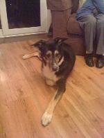 Becks (Collie x)