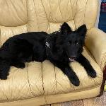 Eva (German Shepherd)