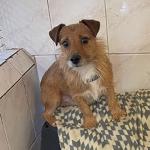 Ronnie 2 (Terrier cross)