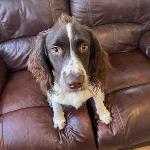 Cooper (Springer Spaniel)