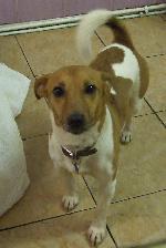 Rusty (Jack Russell)