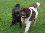 Huggy (Newfoundland)