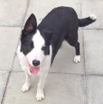 Kaley xx (Border Collie)