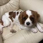 Pheobe (King Charles S...