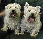 Mack and Robbie (Westies)