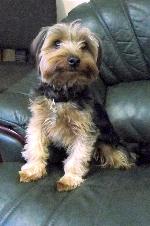 Bobbi (Yorkshire Terrier)