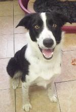 Ozzy (Border Collie)