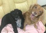 Ebony & Ivy xx (C...