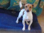 Taz (Jack Russell)
