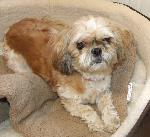 Lola (ShihTzu)