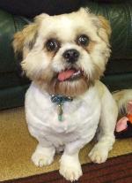 Dod xx (Lhasa Apso)