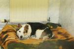 Mac (Corgi x)