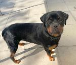 Rocky (Rottweiler)