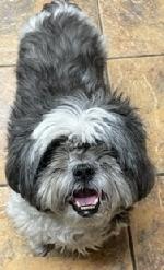 Riley (Shih tzu)