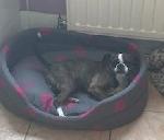 Ruby xx (Boston Terrie...