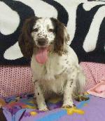 Daisy (Working Cocker...